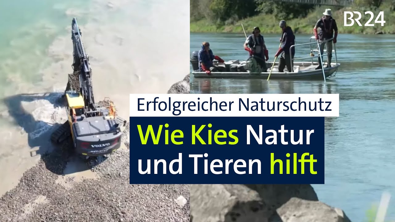 Naturschutz: Wie Kies die Iller lebendig hält | Abendschau | BR24