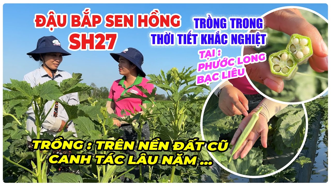 ĐẬU BẮP SEN HỒNG SH27 TRỒNG TRÊN NỀN ĐẤT CŨ VÀ TRONG ĐIỀU KIỆN THỜI TIẾT KHẮC NGHIỆT, TẠI BẠC LIÊU