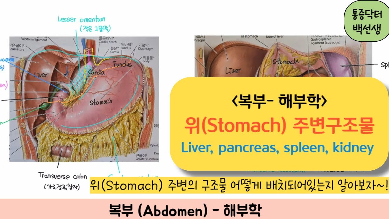복부해부학_위(Stomach) 주변구조물 - YouTube
