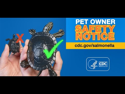 Pet Owner Safety Notice Small Turtles and Salmonella Outbreaks