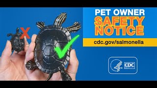 Pet Owner Safety Notice: Small Turtles and Salmonella Outbreaks