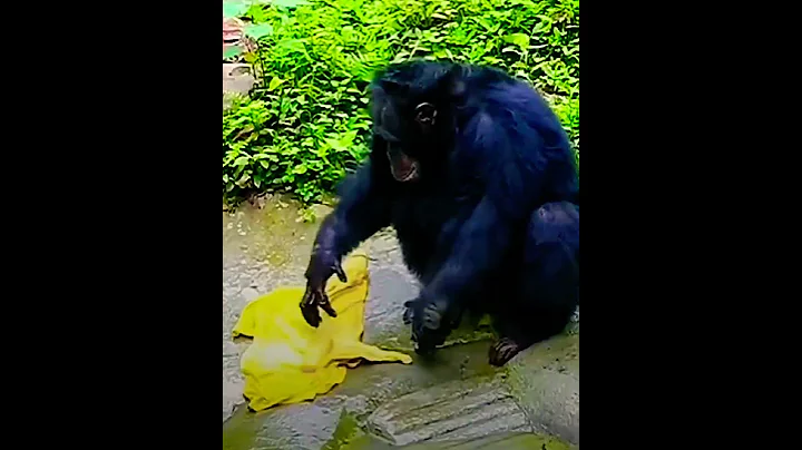 Chimpanzee washing clothes exactly like humans 😂😳👕
