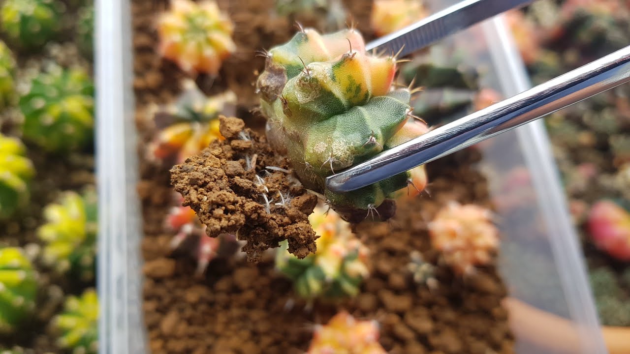 Gymnocalycium cactus pups rooted in Akadama 