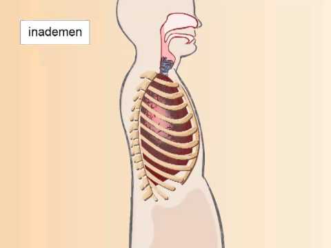 Biologie voor Jou - Buikademhaling