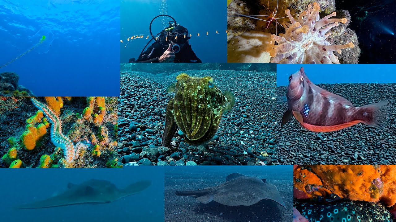 Buceo Punta Prieta norte 09-03-2024