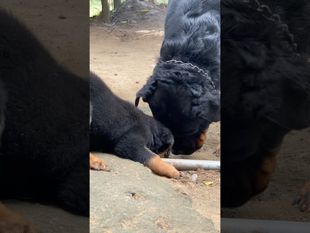 Puppy with Dora 🐾🐶❤️‍🩹 #rottweiler #rottweilerpuppy #shorts
