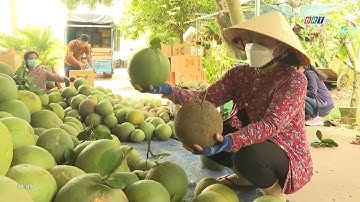 Rệp vảy ốc tấn công nhiều vườn bưởi tại thị xã Phú Mỹ | BRTgo