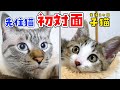 えっ！？子猫と先住猫の初対面が、飼い主の油断した隙に行われていました…！