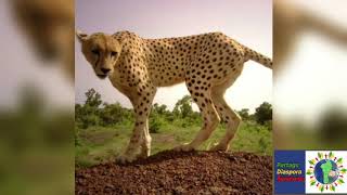 2 G GUEDEHOUNGUE Tula fli Lêtê