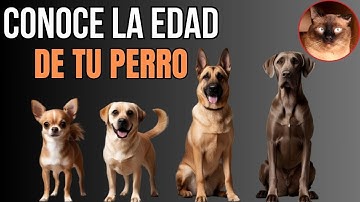 CUÁNTOS AÑOS HUMANOS TIENE MI PERRO? Desmintiendo el mito de los 7 años🐾