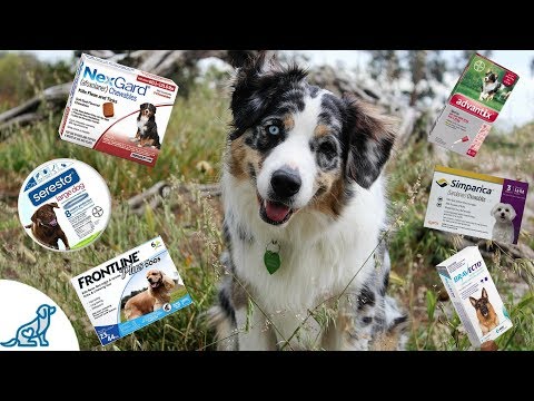 tick-prevention-for-dogs--and-tick-removal---professional-dog-training-tips