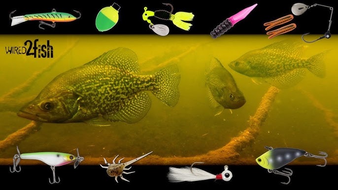 13 Fishing Superior Panfish Jigs and Plastics Review