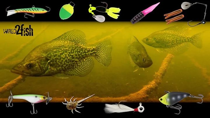 6 Proven Panfish Setups You Need to Use | UNDERWATER Footage