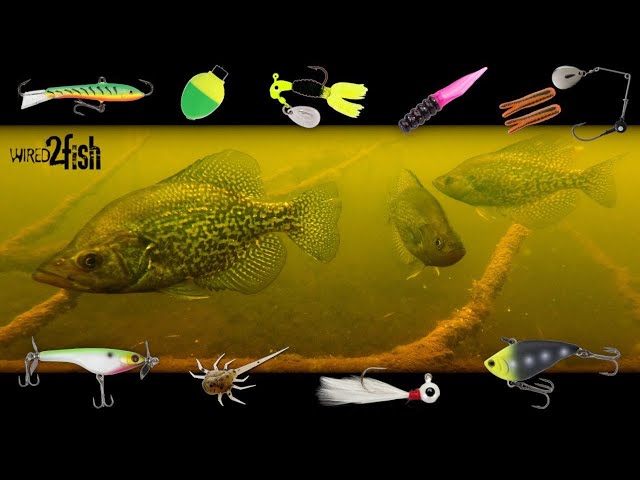 6 Proven Panfish Setups You Need to Use