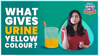 What Gives Urine its Yellow Color? | BYJU's Now We Know