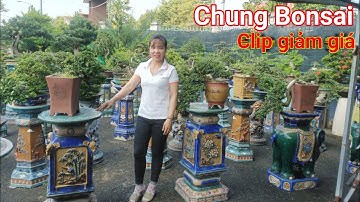 Clip đặc biệt giảm giá các mặt hàng cây Bonsai tại vườn Bé Chung ở Dĩ An Bình Dương