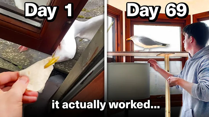 Feeding My Pet Seagull for 69 Days to Gain his Trust - DayDayNews