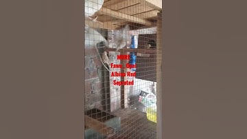 Fawn Java , Opal And Albino Redeye seprated |#viral #javasparrow #breeding #foryou #shortsvideo