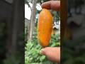 Ông nội tội nghiệp và Em bé dễ thương Rất buồn cười OBJ#cute#shortsfeedshortvideo