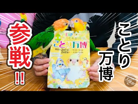 ことりさん専用 ことり万博2025参戦‼️購入品をシロハラ'Sと紹介したらわちゃわ