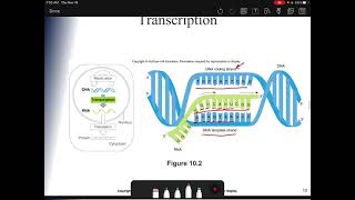 Chapter 10 PowerPoint Part 2 - Transcription & Genetic Code