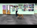 Sadie - Ways to Help with Big Feelings, Loose Leash Walking, Find its, Positive Interrupter, U-Turns