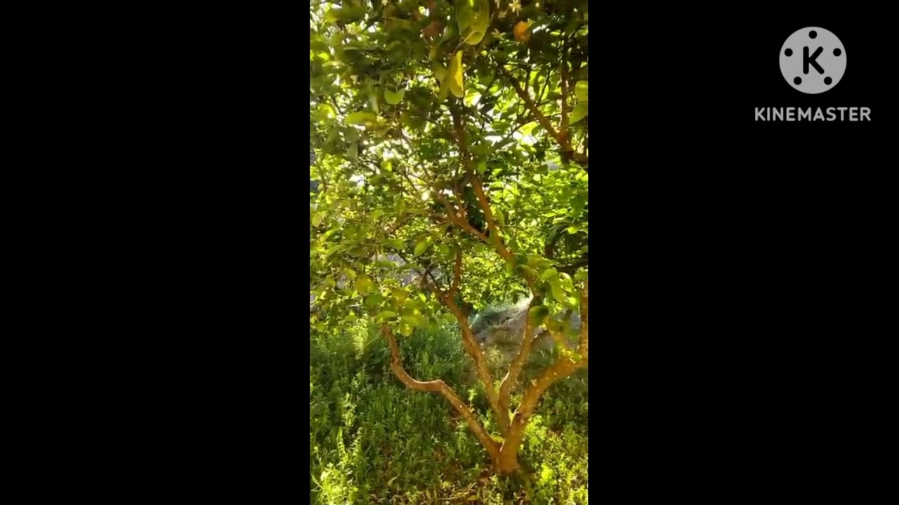 متعة الطبيعة الخلابة