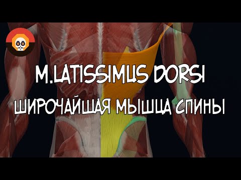 Широчайшая мышца спины (m. latissimus dorsi)  3D Анатомия