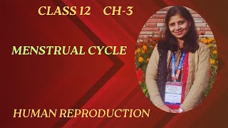 Menstrual Cycle (Female Reproductive Cycle): Human Reproduction, CBSE class 12, Chapter 3