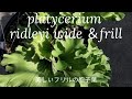 platycerium ridleyi wide＆frillビカクシダリドレイワイド＆フリル