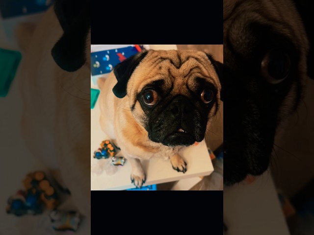 @Peanutpug #peanut #pug #elfonashelf #tailwags #pugpuppy #christmas #mentallyunstableonatable