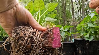 HOW TO TURN 1 #SWEETPOTATO  INTO 100 SWEET POTATOES Part 2 CUT THE SLIPS #garden by The Back Garden Yard  12,972 views 1 month ago 18 minutes