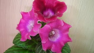 картинка: ДФ.Елена Савёлова. Глоксинии