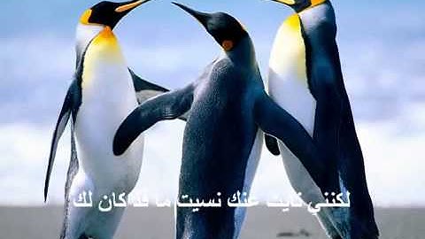 ya ilahi   muhammad al husayn with arabic lyrics