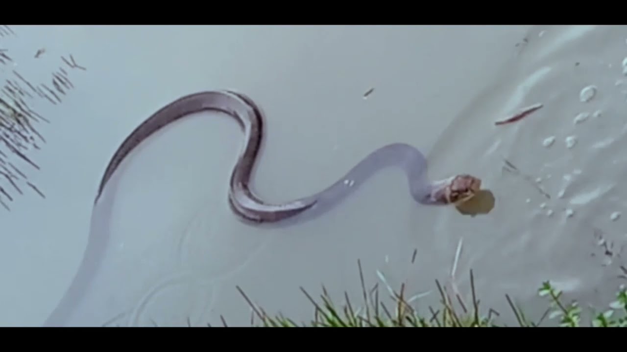 Habitat of king cobra in india Best Video 2021 
