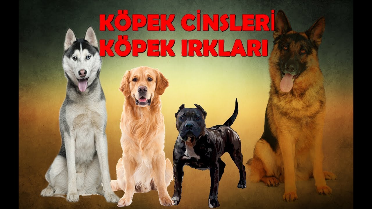 Köpek Cinsleri Köpek Irkları 1.Bölüm YouTube