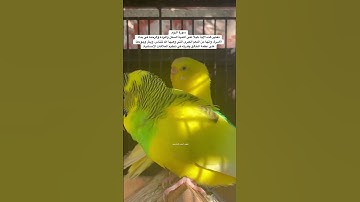 #سورة_الروم #قرآن #المصحف #السودان #مصر #العراق #اكسبلور #طيور #quran #birds #budgies #america #حب