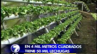 Una mujer encontró un negocio millonario en la hidroponía