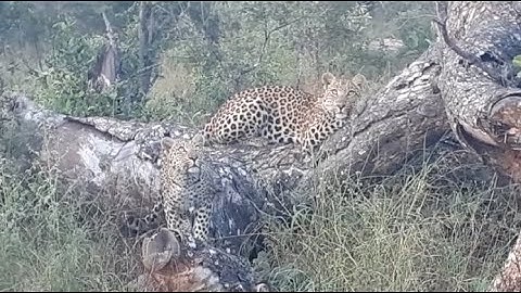 CUTE!!! Leopard cubs try and catch tree squirrel!