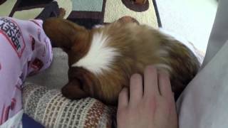 Broading Corgi pink pants petting swag 2
