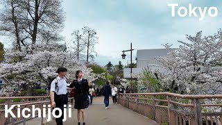 Tokyo Spring - Kichijoji Sakura Walk [4k]