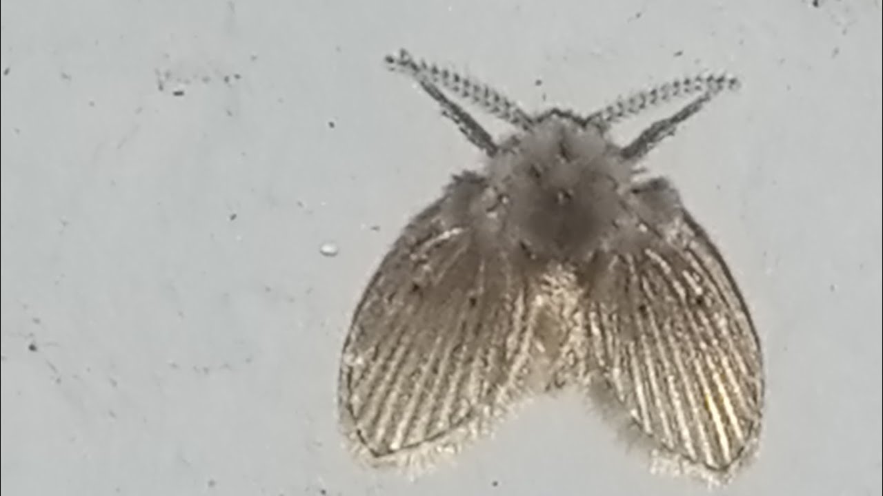 drain-fly-black-drain-fly-life-cycle-drain-fly-australia-drain