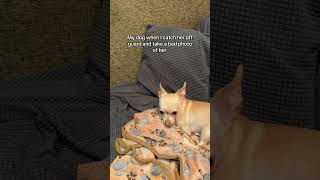 Download Lagu Got you Emmy 👹 #trashygas #gio #chihuahua #emmy #lol #dog #dogs #pet #pets #dogshorts #animals MP3