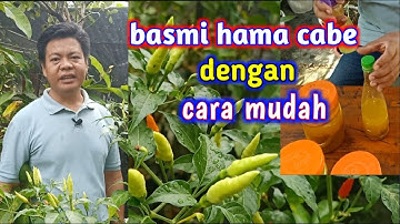 Cara Mudah Mengatasi Hama Cabe Dengan Bahan Dapur