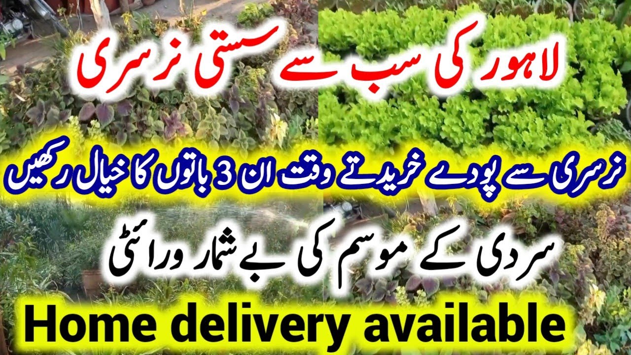 Visit to Lahore Nursery|Reasonable Plants Nursery Visit In lahore|Sub sy sasti Nursery|Winter Plants