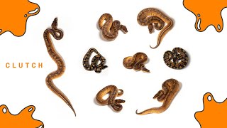 Sunset Ball Pythons in 2023 Profile