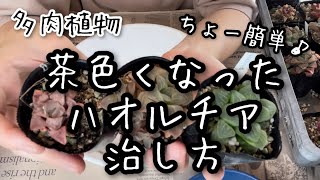 【多肉植物】茶色くなったハオルチアの直し方！