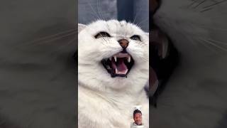 Cats ki funny moments viral short video please #subscribemy# YouTubechannel