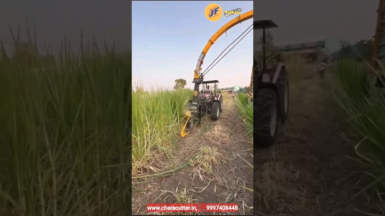 Super Napier Harvesting 