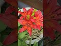 시낭송 가시리 #시읽기 #가시리 #작자미상 #태평성대 버리고 가시리 잇고 #가시난 닷 도셔오서소 #이별 #시 #교과서 #시낭송